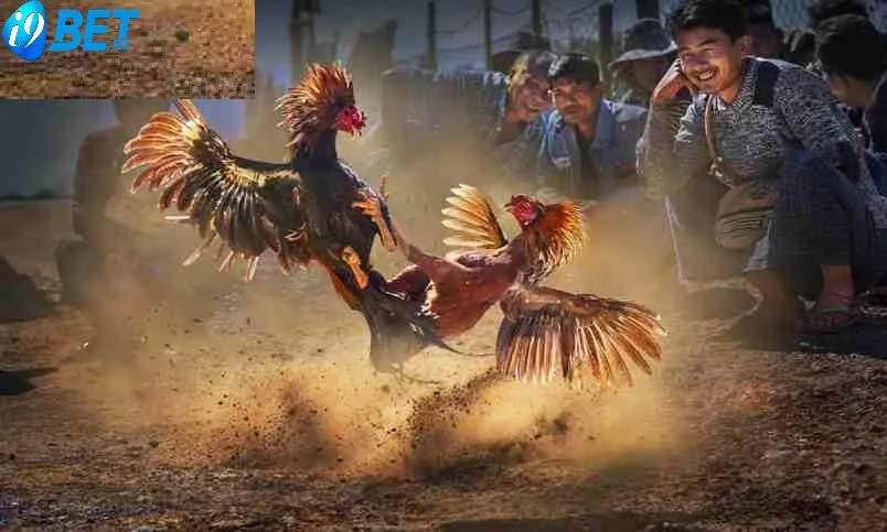 Đá Gà Casino i9bet: Theo Dõi Chiến Kê Thi Đấu Hot Nhất 2025 4 Kinh Nghiệm Chơi Đá Gà Casino i9bet Online Hiệu Quả