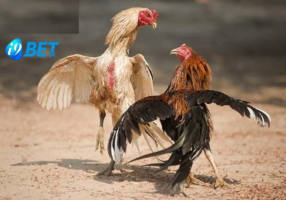 Đá Gà Cựa Dao – Cá Cược Đá Gà i9bet Hot Số Nhất VN 2 Cựa được sử dụng trong trò chơi đá gà cựa dao