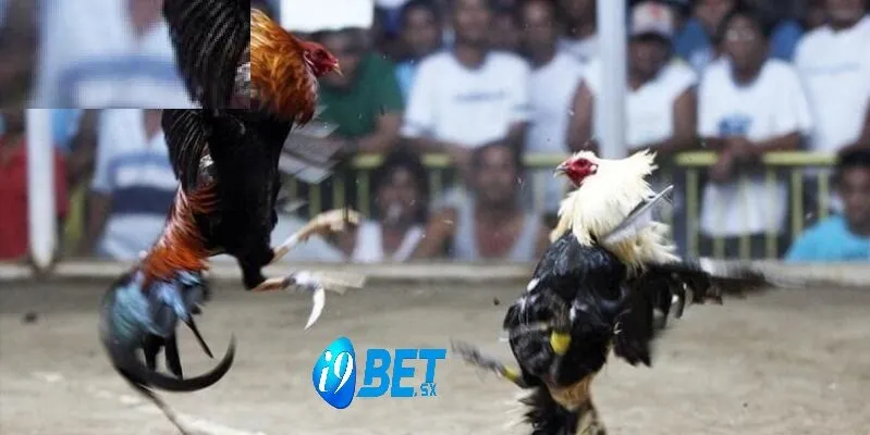 Đá Gà Cựa Dao – Cá Cược Đá Gà i9bet Hot Số Nhất VN 4 Đá gà trực tiếp hôm nay