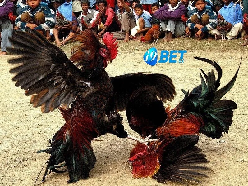 Đá Gà Cựa Sắt – Theo Dõi Cược Hấp Dẫn Tại i9bet 3 Luật chơi cơ bản trong cá cược đá gà cựa sắt