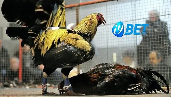 Đá Gà Cựa Sắt – Theo Dõi Cược Hấp Dẫn Tại i9bet 4 Chọn nhà cái uy tín để cá cược đá gà cựa sắt để được bảo vệ quyền lợi tốt nhất