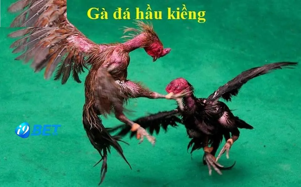 Gà Đá Hầu Kiềng i9bet: Sàn Cá Cược Đỉnh Cao 2025 2 Gà Đá Hầu Kiềng i9bet là gì?