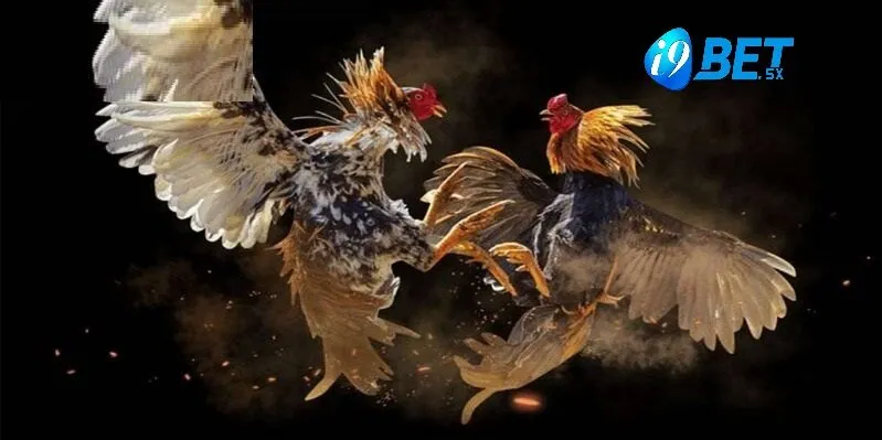 Gà Đá Hầu Kiềng i9bet: Sàn Cá Cược Đỉnh Cao 2025 3 Ba loại Gà Đá Hầu Kiềng i9bet phổ biến nhất hiện nay