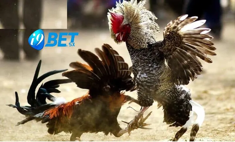 Gà Đá Hầu Kiềng i9bet: Sàn Cá Cược Đỉnh Cao 2025 4 Cách chọn Gà Đá Hầu Kiềng i9bet chuẩn