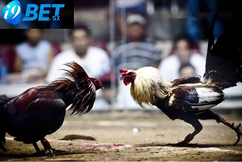 Đá Gà Mỹ i9bet Trận Đấu Của Các Chiến Kê Hoa Kỳ 2025 3 Đặc điểm của giống gà đá Mỹ