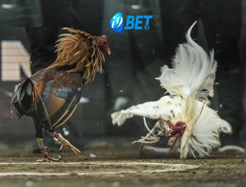 Đá Gà Philippines i9bet – Cá Cược Siêu Hấp Dẫn Cho Người Chơi 4 Giống gà chuẩn để đá gà philippines