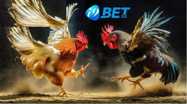 Đá Gà Shamo i9bet: Theo Dõi Gà Chiến Hay Nhất 2025 2 Những điều cần biết về Đá Gà Shamo i9bet là gì?