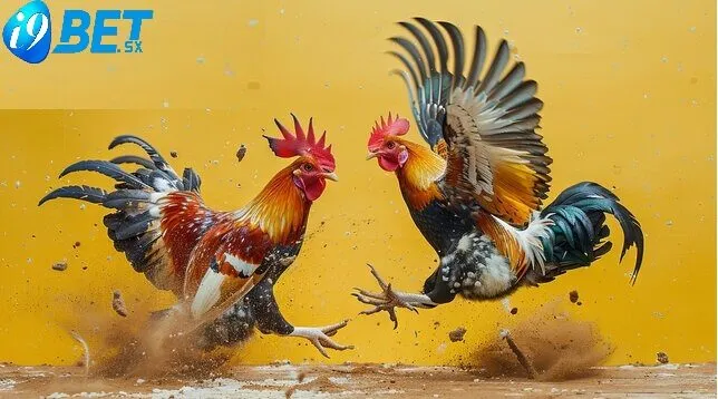 Đá Gà Shamo i9bet: Theo Dõi Gà Chiến Hay Nhất 2025 3 Các giống Đá Gà Shamo i9bet được yêu thích nhất