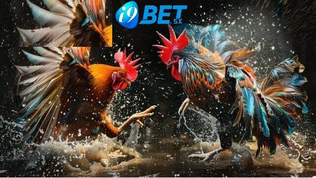 Đá Gà Shamo i9bet: Theo Dõi Gà Chiến Hay Nhất 2025 4 Những điều cần lưu ý khi nuôi Đá Gà Shamo i9bet
