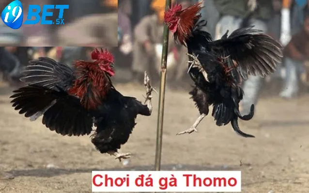 Đá Gà Thomo i9bet 2025: Cá Cược Đá Gà Đỉnh Cao 2 Đá Gà Thomo i9bet