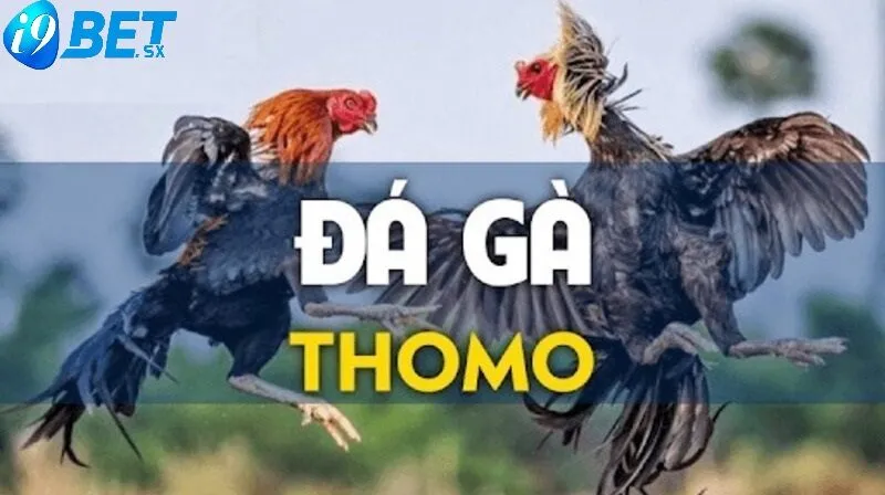 Đá Gà Thomo i9bet 2025: Cá Cược Đá Gà Đỉnh Cao 3 Đa dạng trận đá kê Thomo