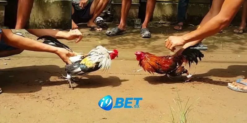 Đá Gà Tre i9bet Cá Cược Đá Gà Uy Tín Hàng Đầu 2 Nguồn gốc và câu chuyện của gà tre Thomo