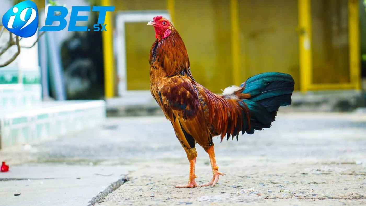Đá Gà Tre i9bet Cá Cược Đá Gà Uy Tín Hàng Đầu 3 Kỹ thuật huấn luyện và nuôi dưỡng gà tre Thomo