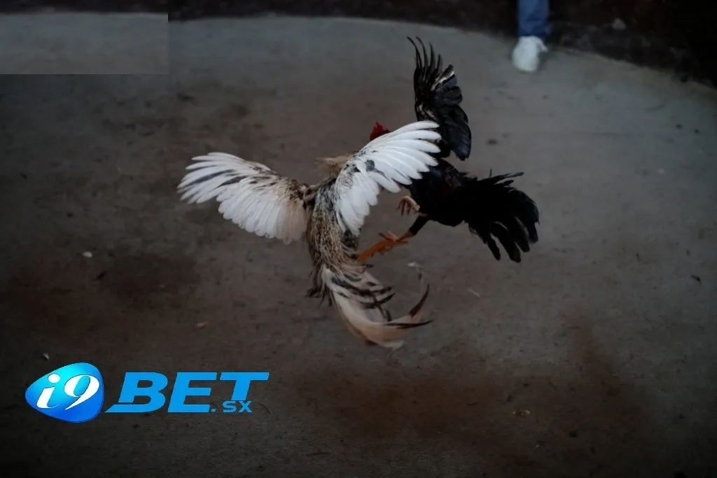 Đá Gà Trực Tiếp i9bet: Theo Dõi Gà Chọi Cực Hot 2025 4 Những Giống Gà Đá ưa Chuộng