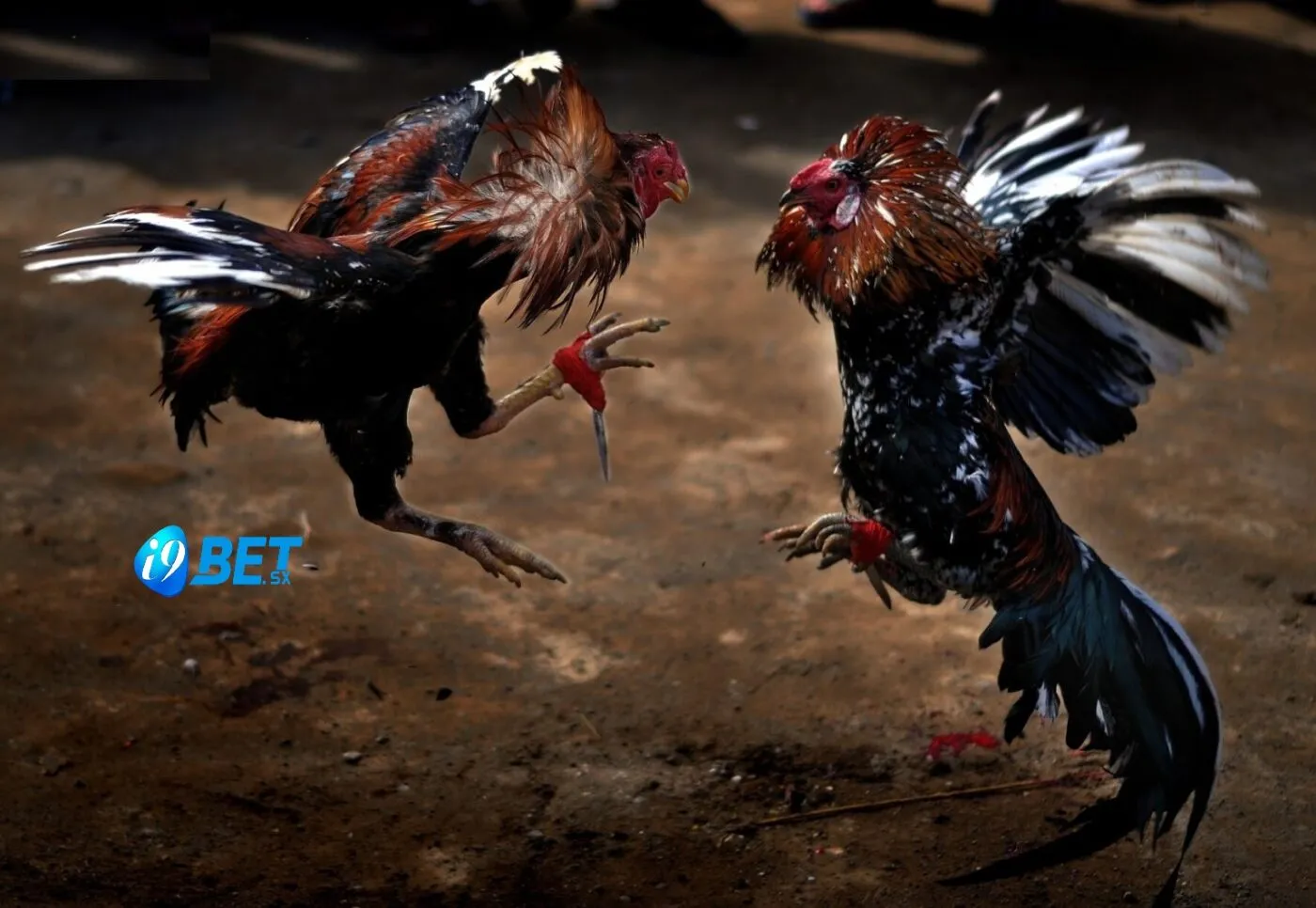 Đá Gà Trực Tiếp i9bet: Theo Dõi Gà Chọi Cực Hot 2025 3 Những điều cần lưu ý khi xem Đá Gà Trực Tiếp i9bet